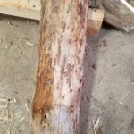 This barkless log looks dry